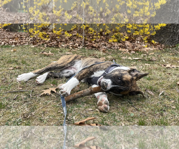 Medium Photo #6 Mutt Puppy For Sale in Rockville, MD, USA