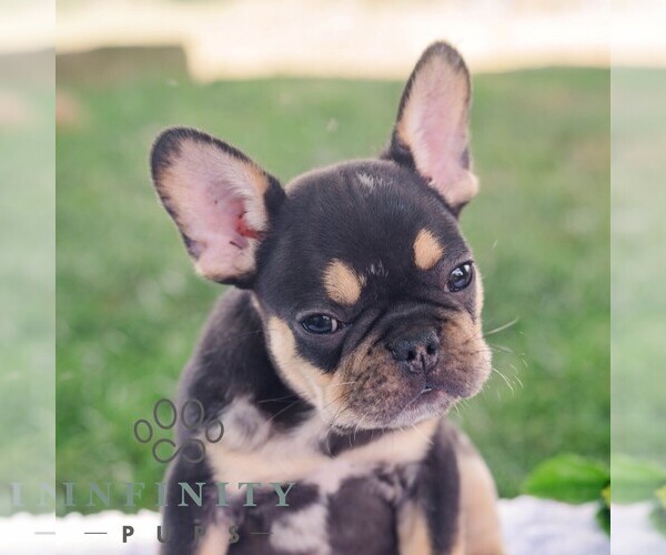 Medium Photo #3 French Bulldog Puppy For Sale in REBERSBURG, PA, USA
