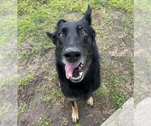 SHILOH - Male German Shepherd Dog Dog for Adoption