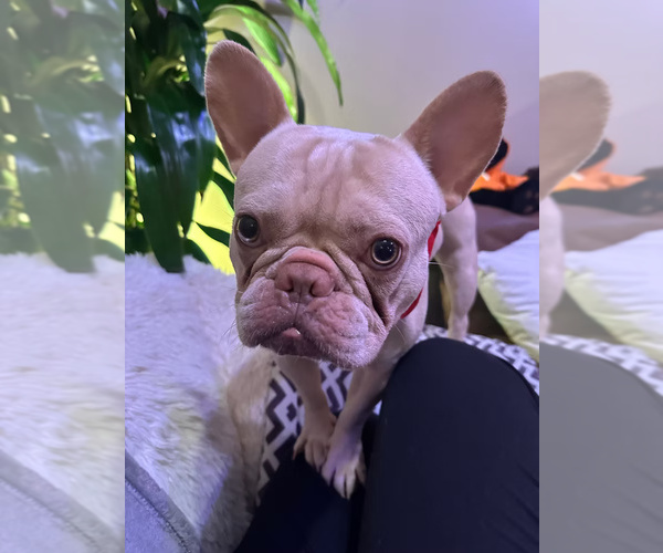 Medium Photo #2 French Bulldog Puppy For Sale in SACRAMENTO, CA, USA