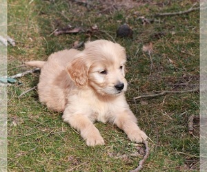 Goldendoodle Puppy for sale in BRIGHTON, MO, USA