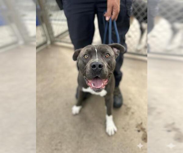 Medium Photo #1 Mutt Puppy For Sale in Chula Vista, CA, USA