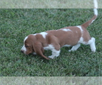 Small Photo #31 Basset Hound Puppy For Sale in MEMPHIS, MO, USA
