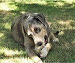 Small #3 Catahoula Leopard Dog Mix