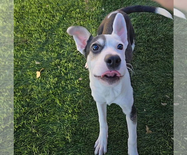 Medium Photo #10 Mutt Puppy For Sale in Lakewood, CO, USA