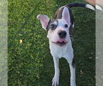 Small #9 Mutt