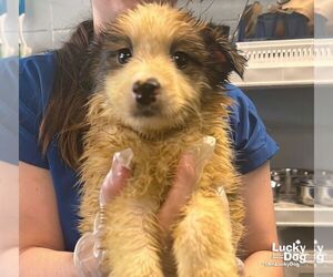 Mutt Dogs for adoption in Washington, DC, USA