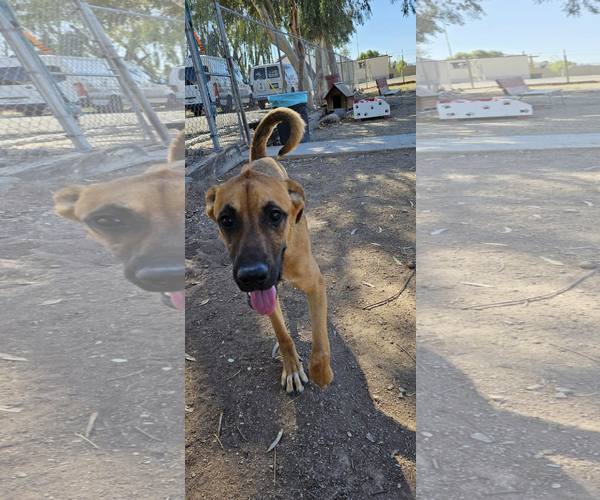 Medium Photo #1 Mutt Puppy For Sale in El Centro, CA, USA