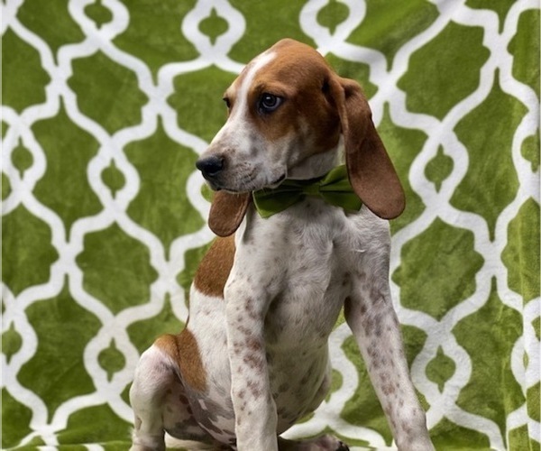 Medium Photo #4 Coonhound Puppy For Sale in LANCASTER, PA, USA