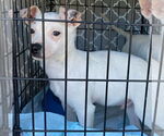 Small #2 Chihuahua Mix