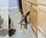 Small #5 Chihuahua Mix