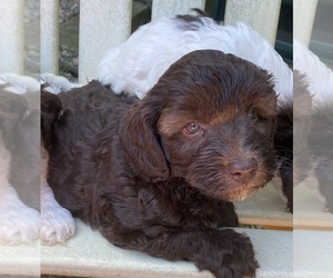 Australian Cobberdog Puppy for sale in SANDWICH, MA, USA