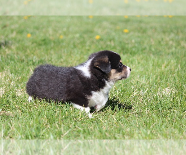 Medium Photo #9 Pembroke Welsh Corgi Puppy For Sale in FORT MADISON, IA, USA
