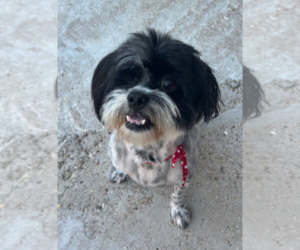 Medium Photo #2 Shih Tzu Puppy For Sale in Oak Bluffs, MA, USA