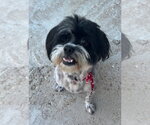 Small #1 Shih Tzu