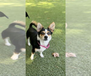 Mutt Dogs for adoption in Candler, NC, USA