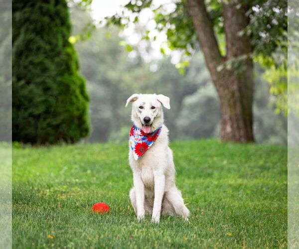 Medium Photo #5 Great Pyrenees-Unknown Mix Puppy For Sale in Unionville, PA, USA