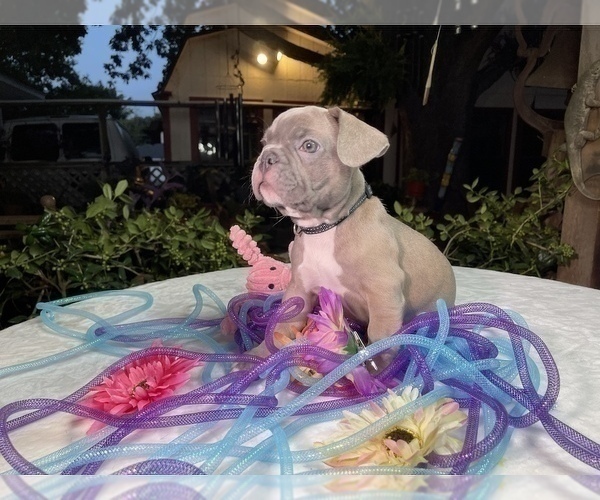 Medium Photo #1 French Bulldog Puppy For Sale in CEDAR HILL, TX, USA