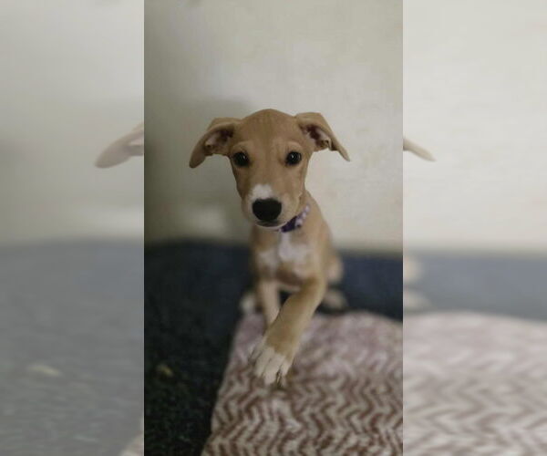 Medium Photo #1 Doberman Pinscher-Labrador Retriever Mix Puppy For Sale in Aurora, IN, USA