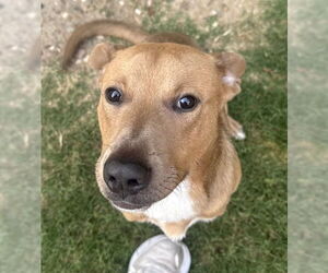 Labrador Retriever-Unknown Mix Dogs for adoption in San Antonio, TX, USA