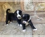 Puppy Dark Star Border Collie