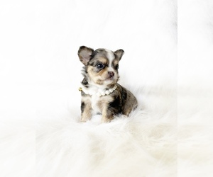 Chihuahua Puppy for Sale in SACRAMENTO, California USA