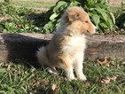 Small Photo #3 Collie Puppy For Sale in UNION GROVE, NC, USA