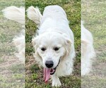 Small Photo #1 Golden Retriever Puppy For Sale in LAKELAND, FL, USA
