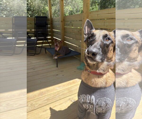 Medium Photo #8 Mutt Puppy For Sale in Stevens Point, WI, USA