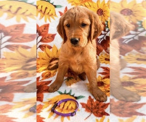 Golden Retriever Puppy for sale in VISALIA, CA, USA