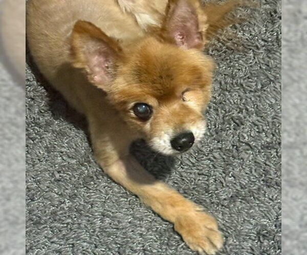 Medium Photo #8 Pomeranian Puppy For Sale in Arlington, VA, USA