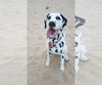 Small Photo #14 Dalmatian Puppy For Sale in KATY, TX, USA