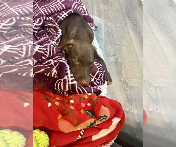 Medium Photo #8 Chocolate Labrador retriever-Whippet Mix Puppy For Sale in Virginia Beach, VA, USA