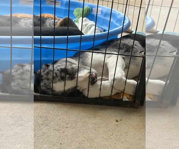 Medium Photo #3 Mutt Puppy For Sale in Wakefield, RI, USA