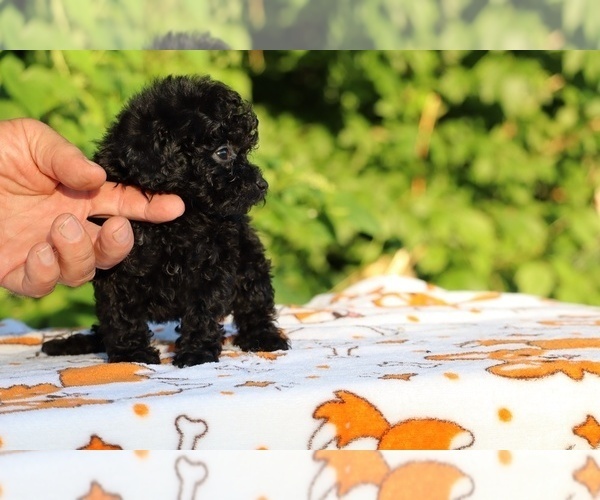 Medium Photo #5 Poodle (Toy) Puppy For Sale in DYERSBURG, TN, USA
