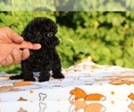 Small #4 Poodle (Toy)