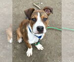 Small #5 Boxador
