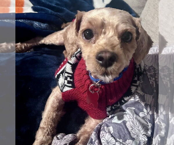 Medium Photo #2 Poodle (Miniature) Puppy For Sale in Mundelein, IL, USA