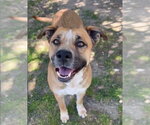 Small #2 German Shepherd Dog Mix