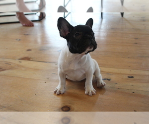 French Bulldog Puppy for sale in SOUTH STRAFFORD, VT, USA