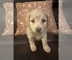 Small #15 Cock-A-Poo-Maltipoo Mix