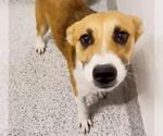 Small #1 Labrador Retriever Mix