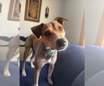 Small #6 Feist Terrier Mix