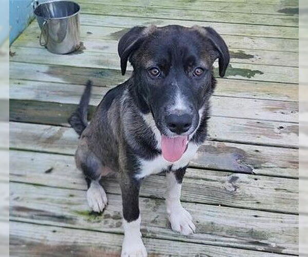 Medium Photo #11 Labrador Retriever-Unknown Mix Puppy For Sale in Murfreesboro, NC, USA
