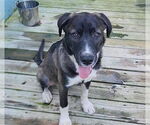 Small #10 Labrador Retriever Mix