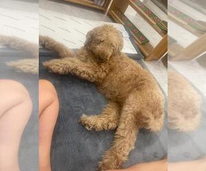 Mother of the Goldendoodle puppies born on 10/01/2025