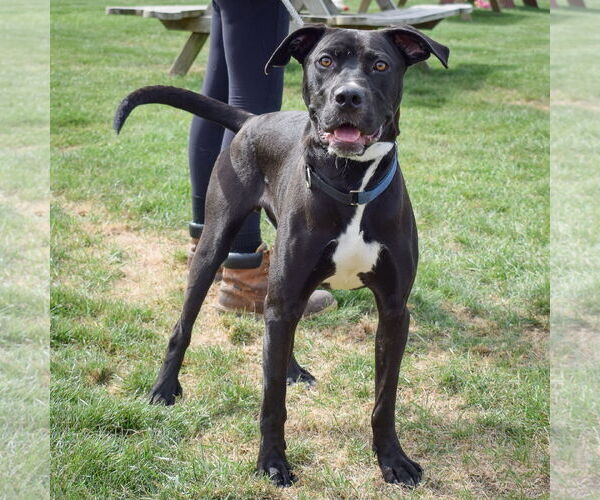 Medium Photo #9 American Staffordshire Terrier-Unknown Mix Puppy For Sale in Huntley, IL, USA