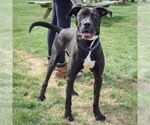 Small #8 American Staffordshire Terrier Mix