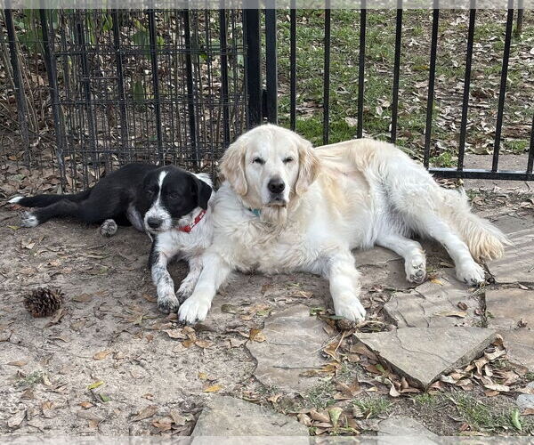 Medium Photo #3 Mutt Puppy For Sale in Rockaway, NJ, USA