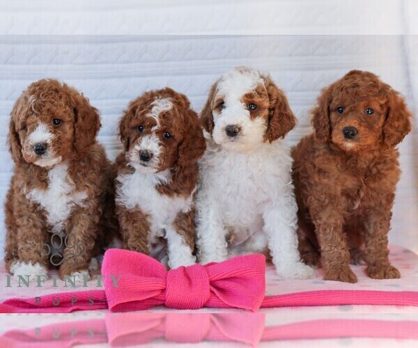 Medium Photo #3 Goldendoodle (Miniature) Puppy For Sale in LITITZ, PA, USA